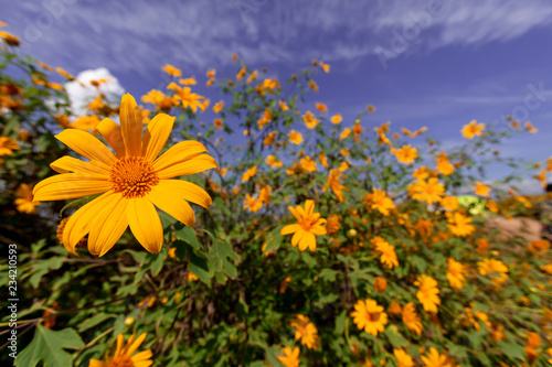Fototapeta Naklejka Na Ścianę i Meble -  Beautiful Mexican sunflower are blooming with Sky Blue
