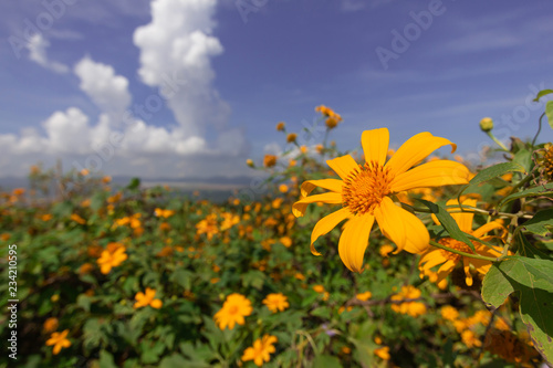 Fototapeta Naklejka Na Ścianę i Meble -  Beautiful Mexican sunflower are blooming with Sky Blue
