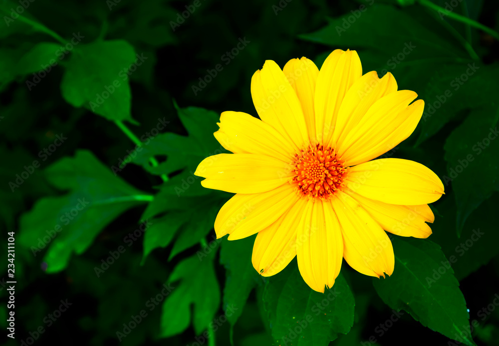 Mexican sunflower weed on green leafs Mexican sunflower weed on green leafs