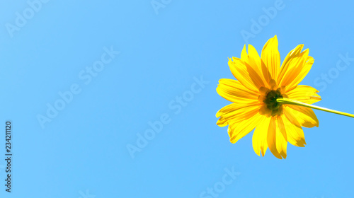 Fototapeta Naklejka Na Ścianę i Meble -  Mexican sunflower weed and blue sky background