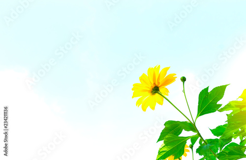 Fototapeta Naklejka Na Ścianę i Meble -  Mexican sunflower weed and blue sky background