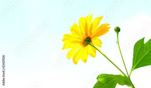 Fototapeta Naklejka Na Ścianę i Meble -  Mexican sunflower weed and blue sky background