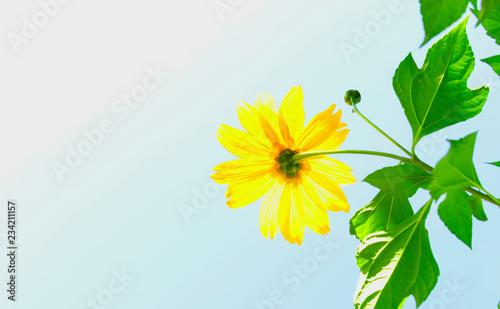 Fototapeta Naklejka Na Ścianę i Meble -  Mexican sunflower weed and blue sky background