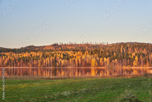 Fall Forest