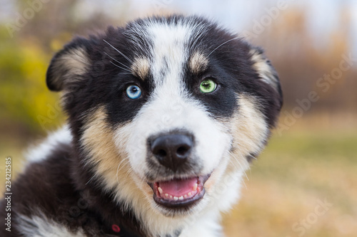 Portrait Yakut husky puppy natural background heterochromia eyes