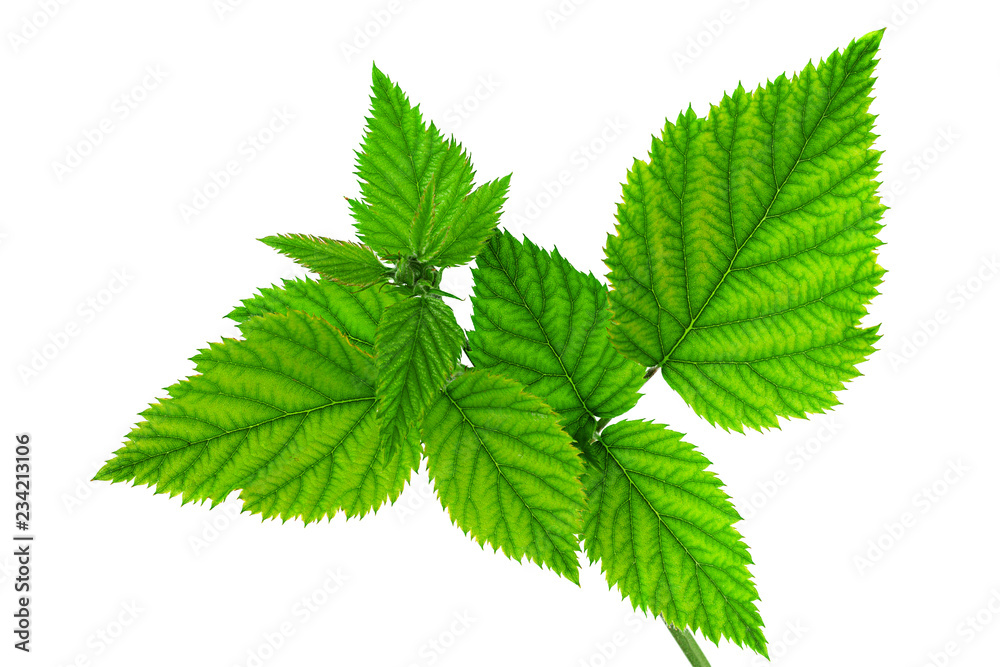 Blackberry fruit leaf closeup Blackberry fruit leaf closeup