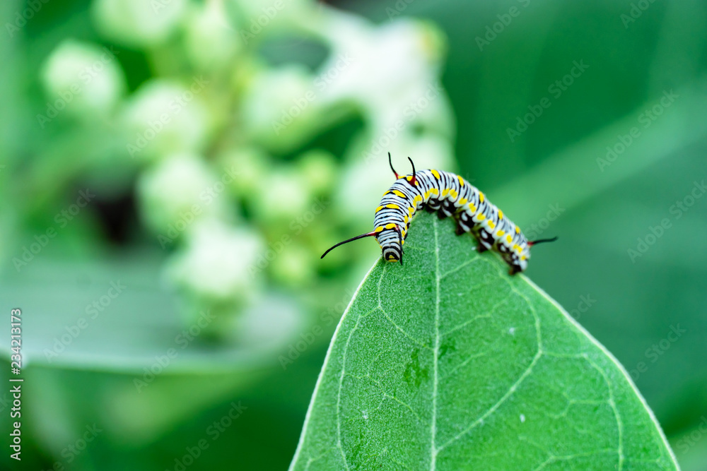 monarch butterfly caterpillar on leaf monarch butterfly caterpillar on leaf