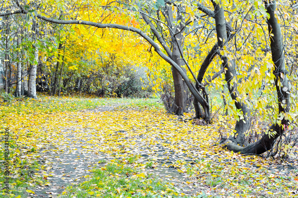 Autumn alley in the park landscape. Park in autumn season Autumn alley in the park landscape. Park in autumn season