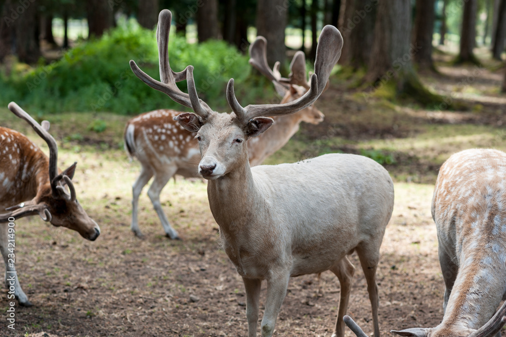 Male fallow deer, Dama dama, at Seaview Game Farm, Comox Valley, British Columbia Canada