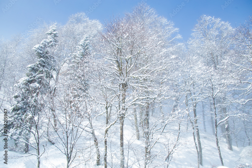 winter wild forest landscape