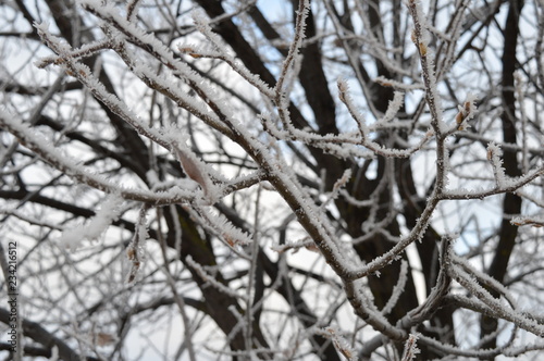 branches covered with snow