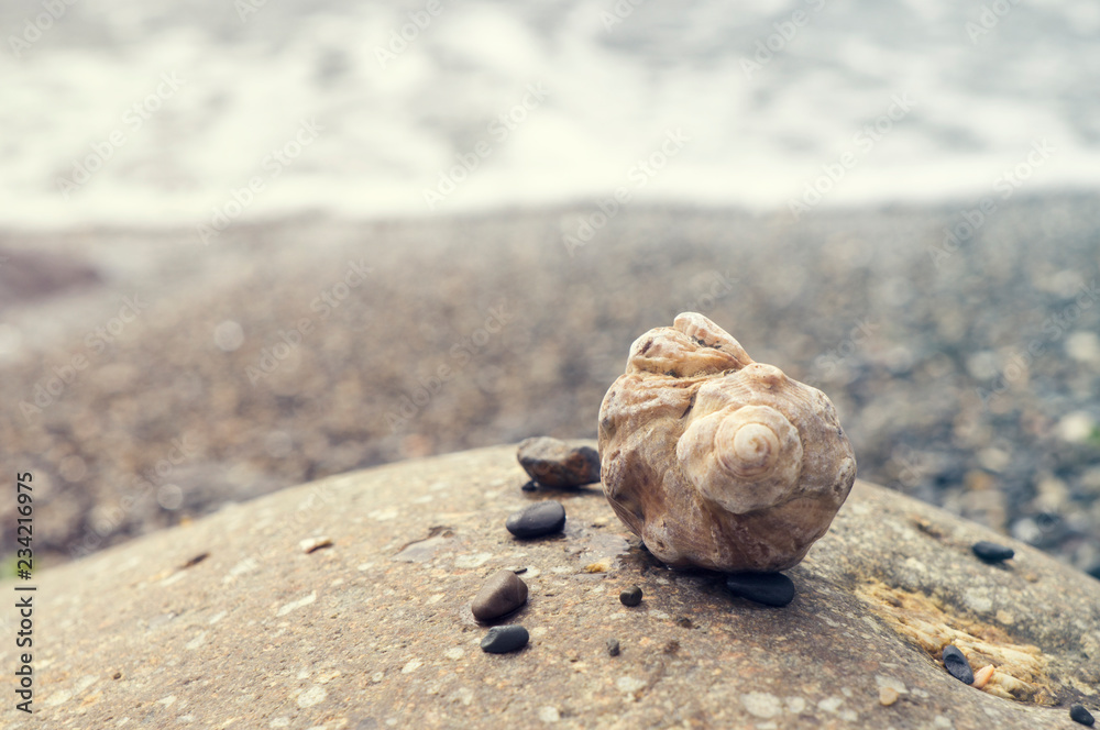 Veined rapa whelk, or Rapana venosa lying on rocks at the seashore Veined rapa whelk, or Rapana venosa lying on rocks at the seashore