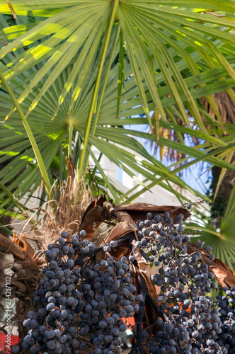 Ripe fresh fruits (Livistona saribus blue seeds) on palm tree photo