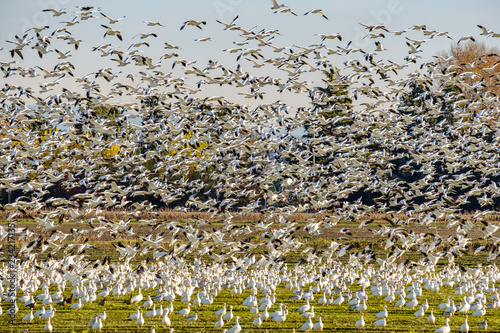 massive flock of snow geese take flight on top of farm land on a clear day