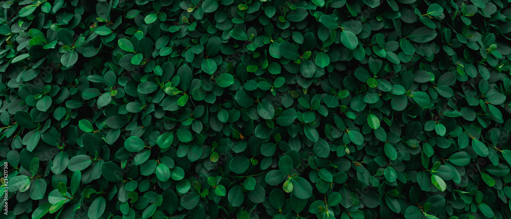Backdrop of green leaves natural wall. Backdrop of green leaves natural wall.
