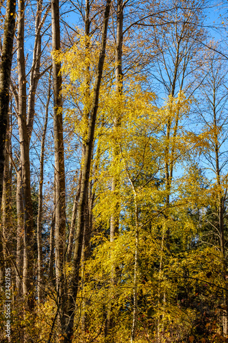 tree with beautiful golden leaves behind tall tree trunks in the forest on a sunny day