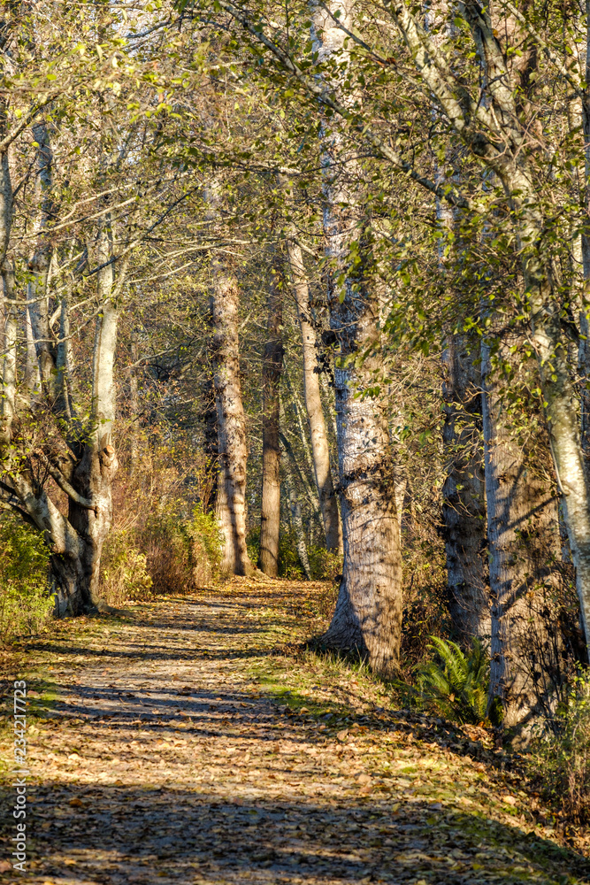 trail inside forest with sunlight hitting the ground through the foliage on an autumn morning trail inside forest with sunlight hitting the ground through the foliage on an autumn morning