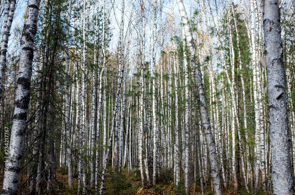 Aspen trunks in the forest Aspen trunks in the forest