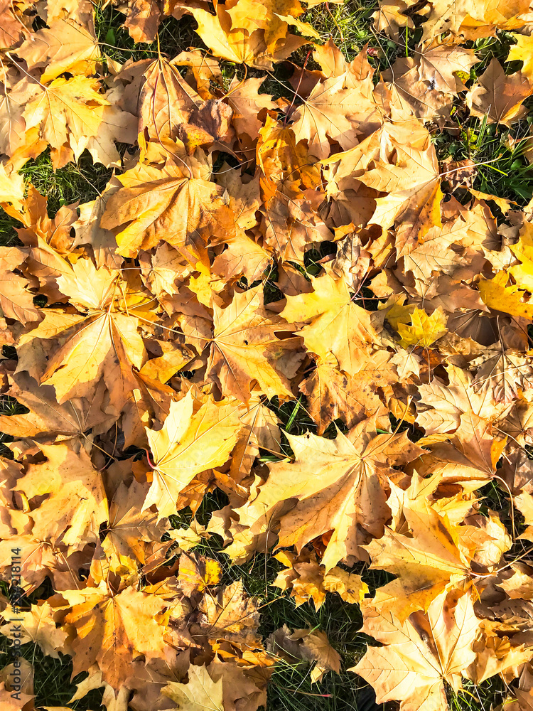 Old, faded, fallen autumn leaves on grass Old, faded, fallen autumn leaves on grass