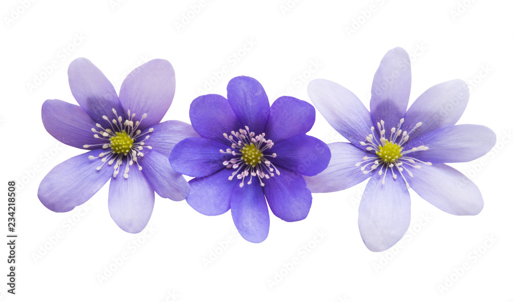 Fototapeta premium hepatica nobilis isolated