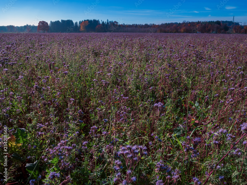 Fototapeta premium Purple field flowers at Bavarian region during autumn and stunning sunshine