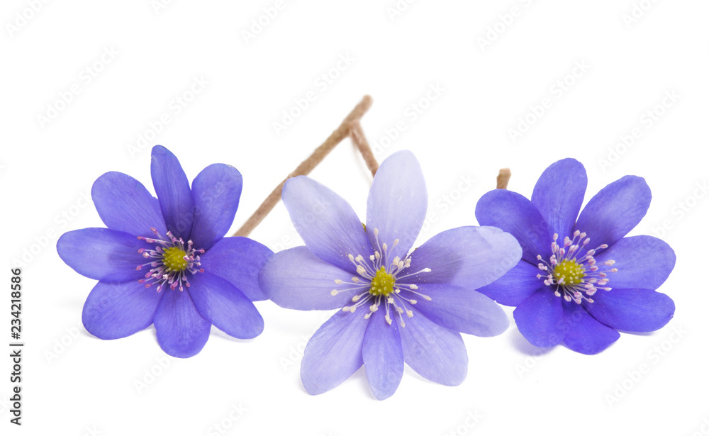 hepatica nobilis isolated hepatica nobilis isolated