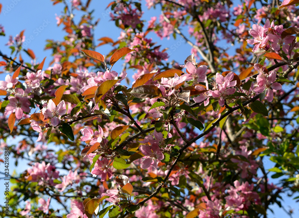 flowering garden, spring countryside, pink flowers on the branches against the blue sky