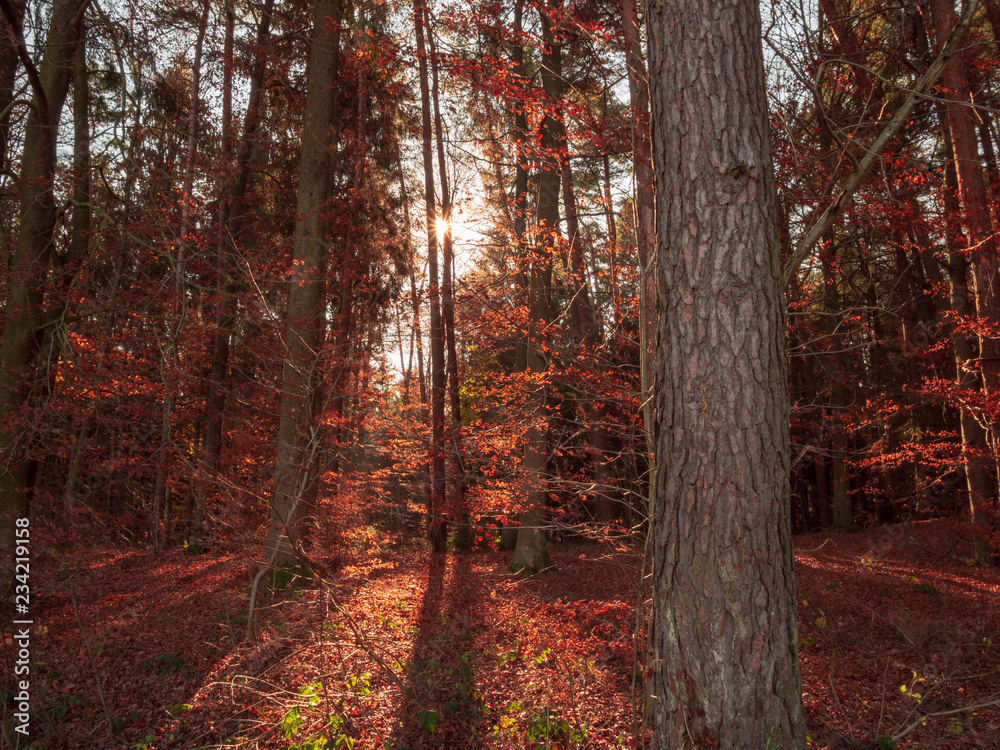 Scenic games between sun and red gold autumn colors in Bavaria Scenic games between sun and red gold autumn colors in Bavaria