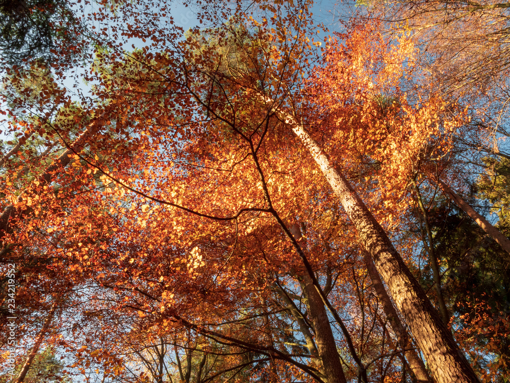 Scenic games between sun and red gold autumn colors in Bavaria Scenic games between sun and red gold autumn colors in Bavaria