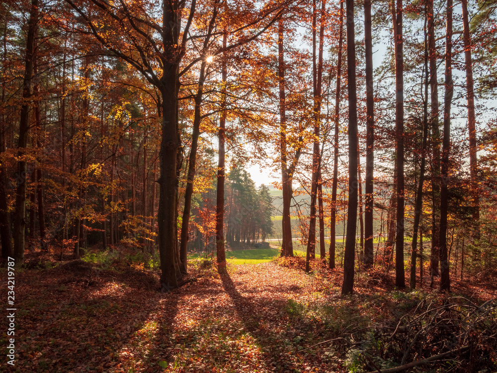 Scenic games between sun and red gold autumn colors in Bavaria Scenic games between sun and red gold autumn colors in Bavaria