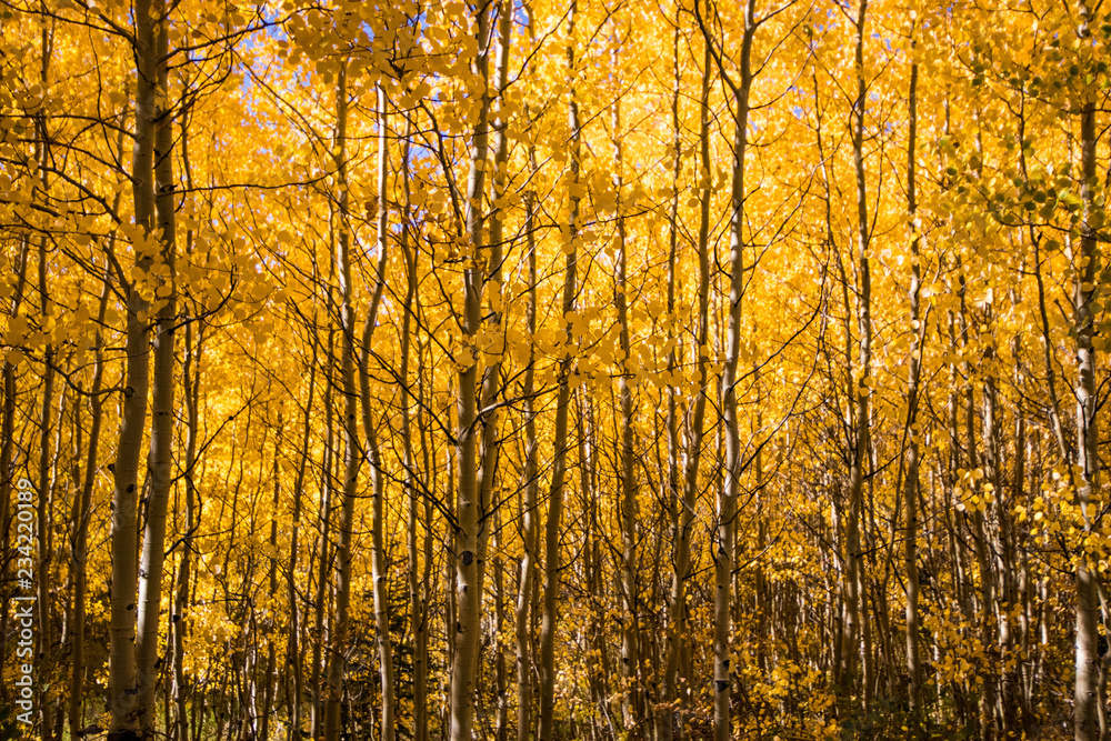Aspen Trees Aspen Trees