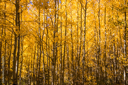 Aspen Trees