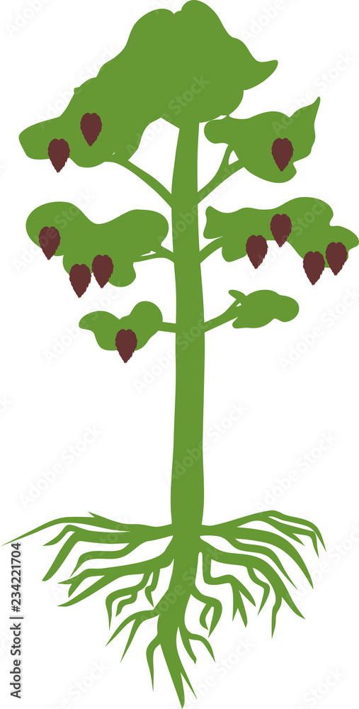 Green silhouette of pine tree with root system and cones Green silhouette of pine tree with root system and cones