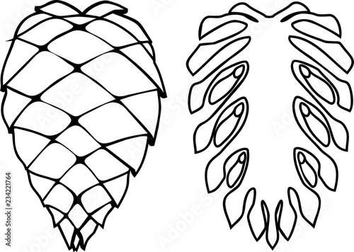 Coloring page with internal and external structure of mature seed cone of pine
