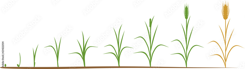 Rye life cycle. Stages of growth from seed to mature rye plant