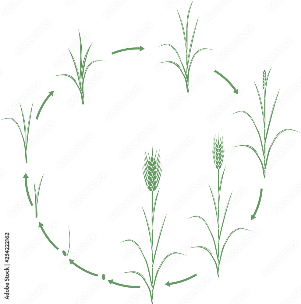 Fototapeta premium Rye life cycle. Stages of growth from seed to mature rye plant