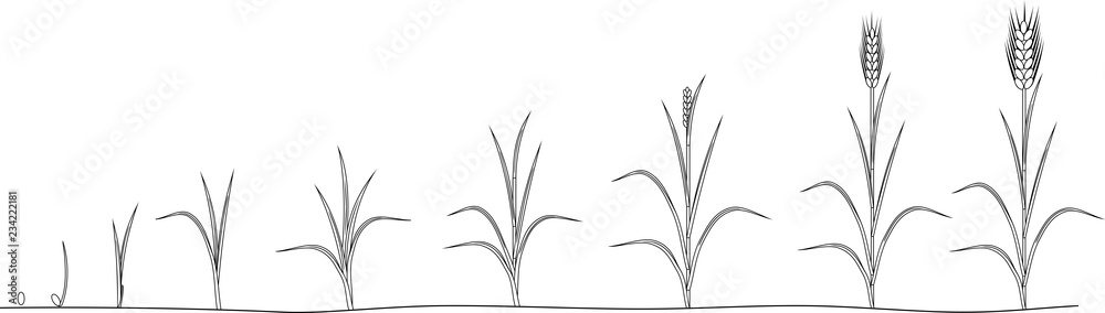 Coloring page with life cycle of Rye. Stages of growth from seed to mature rye plant