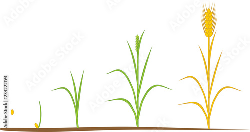 Rye life cycle. Stages of growth from seed to mature rye plant