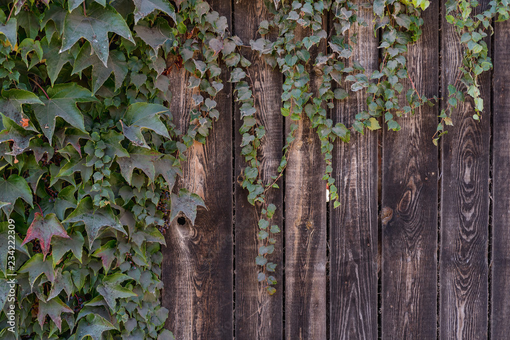Obraz premium Ivy