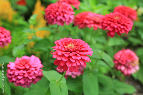 Close-up pink zinnia flower in the garden.