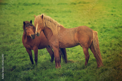 Two icelandic horses © Roxana