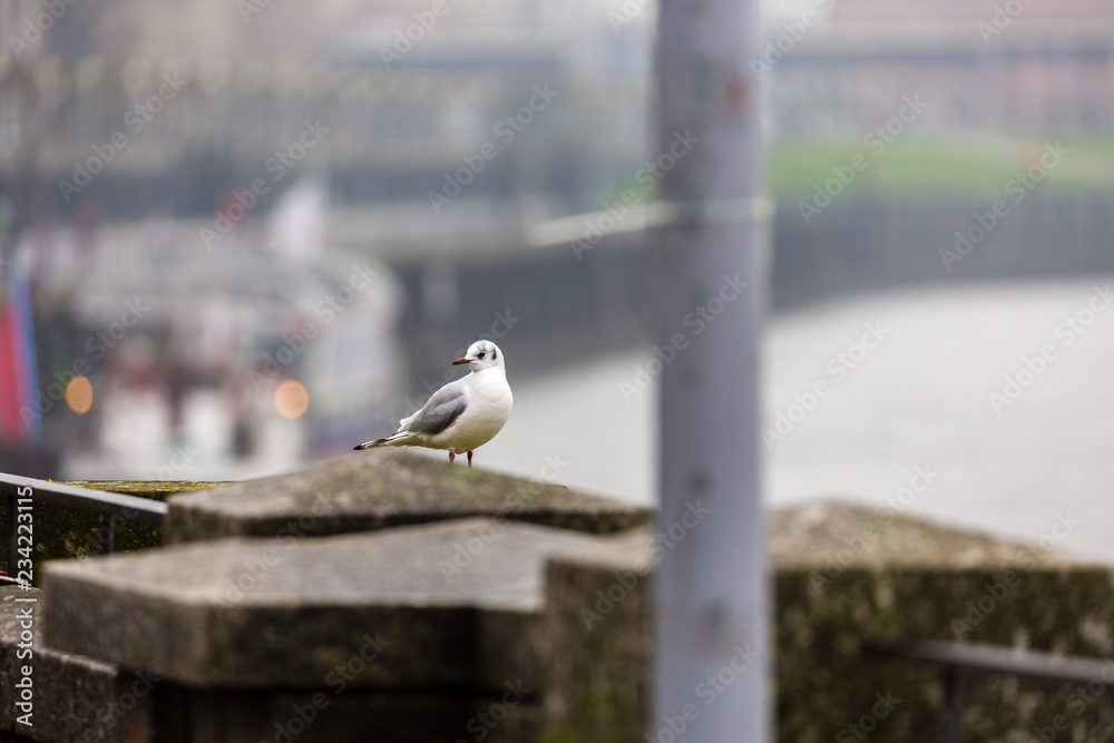 Fototapeta premium Seagull in the city