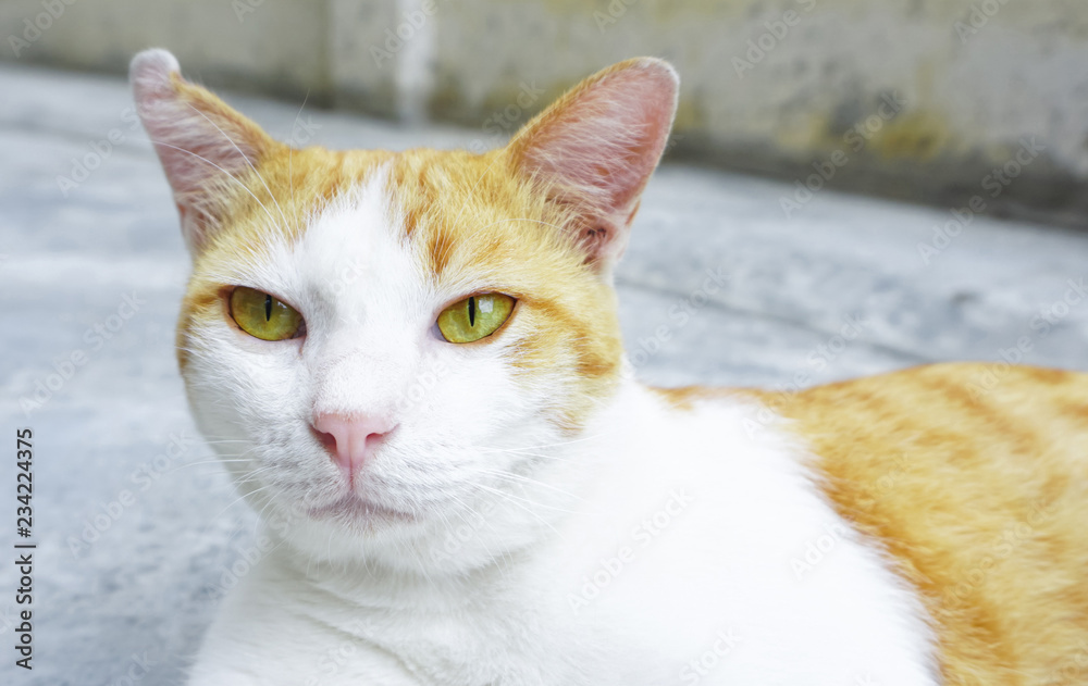 Cat staring something,be careful,yellow eye,cute pet Cat staring something,be careful,yellow eye,cute pet