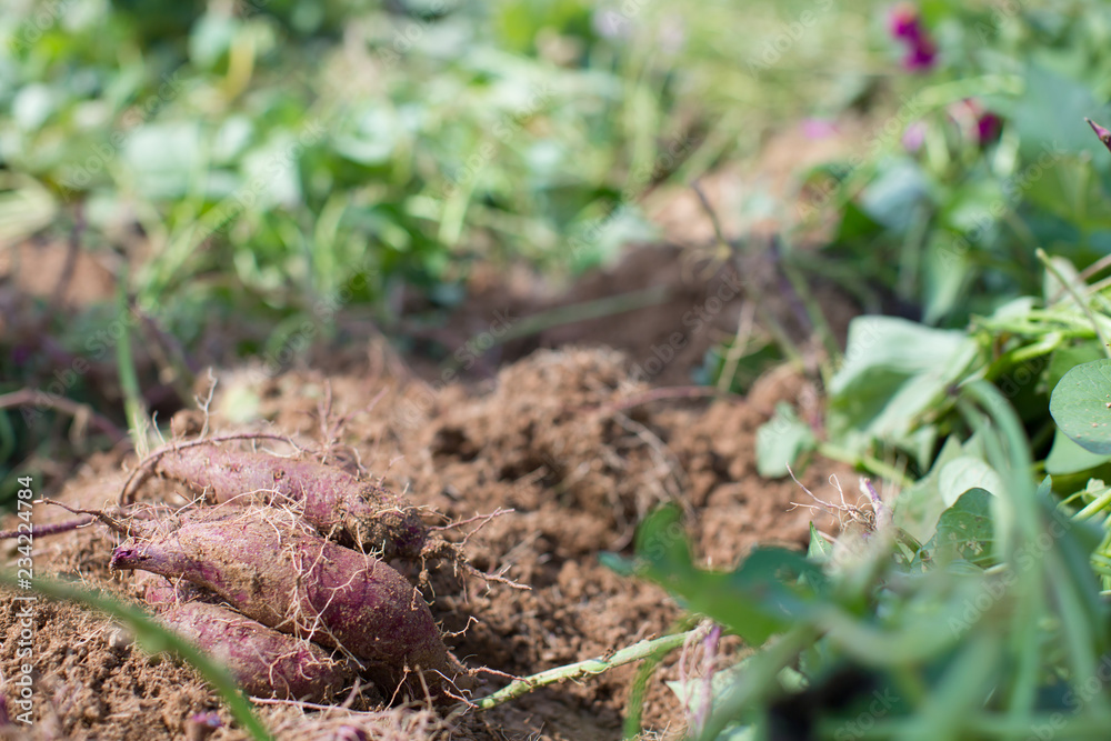 Obraz premium Farming and Growing Sweet Potatoes and Vegetables in the Garden. Gardening and Growing Food and Plants in Soil. Outdoor Agriculture Farmer Working in the Field. Agricultural Land. Harvest Picking.