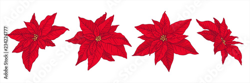 Christmas set with poinsettia  isolated on white background. Design element for Christmas decoration. Vector illustration