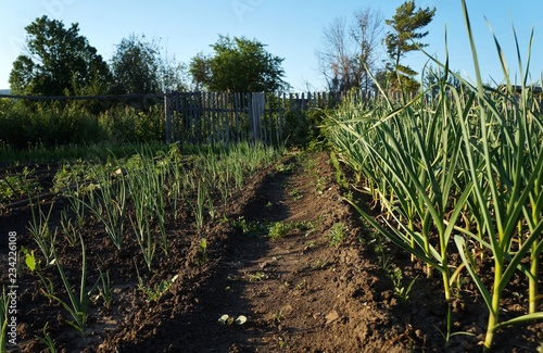 Фрагмент огородного участка и грядок с растущими на них луком и чесноком.