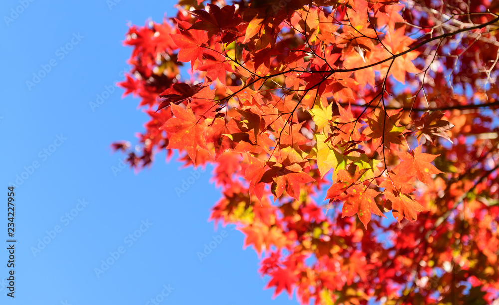 red maple leaf on blue sky, nature leaf red maple leaf on blue sky, nature leaf
