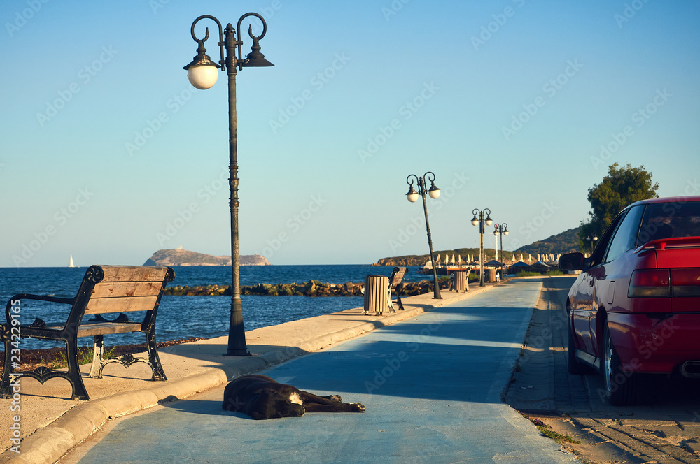 Dog on the seafront of the resort town of Turgutsreis. Turkey.