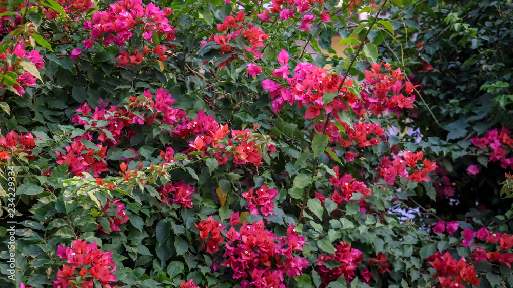 Garden of white flowers with pink leaves