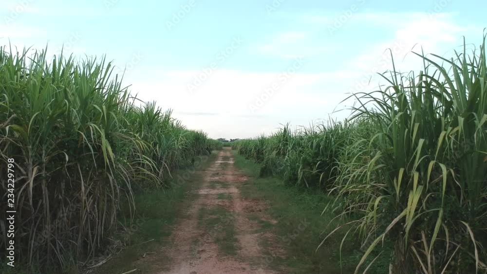 aerial view of drone fly over of sugar cane field aerial view of drone fly over of sugar cane field